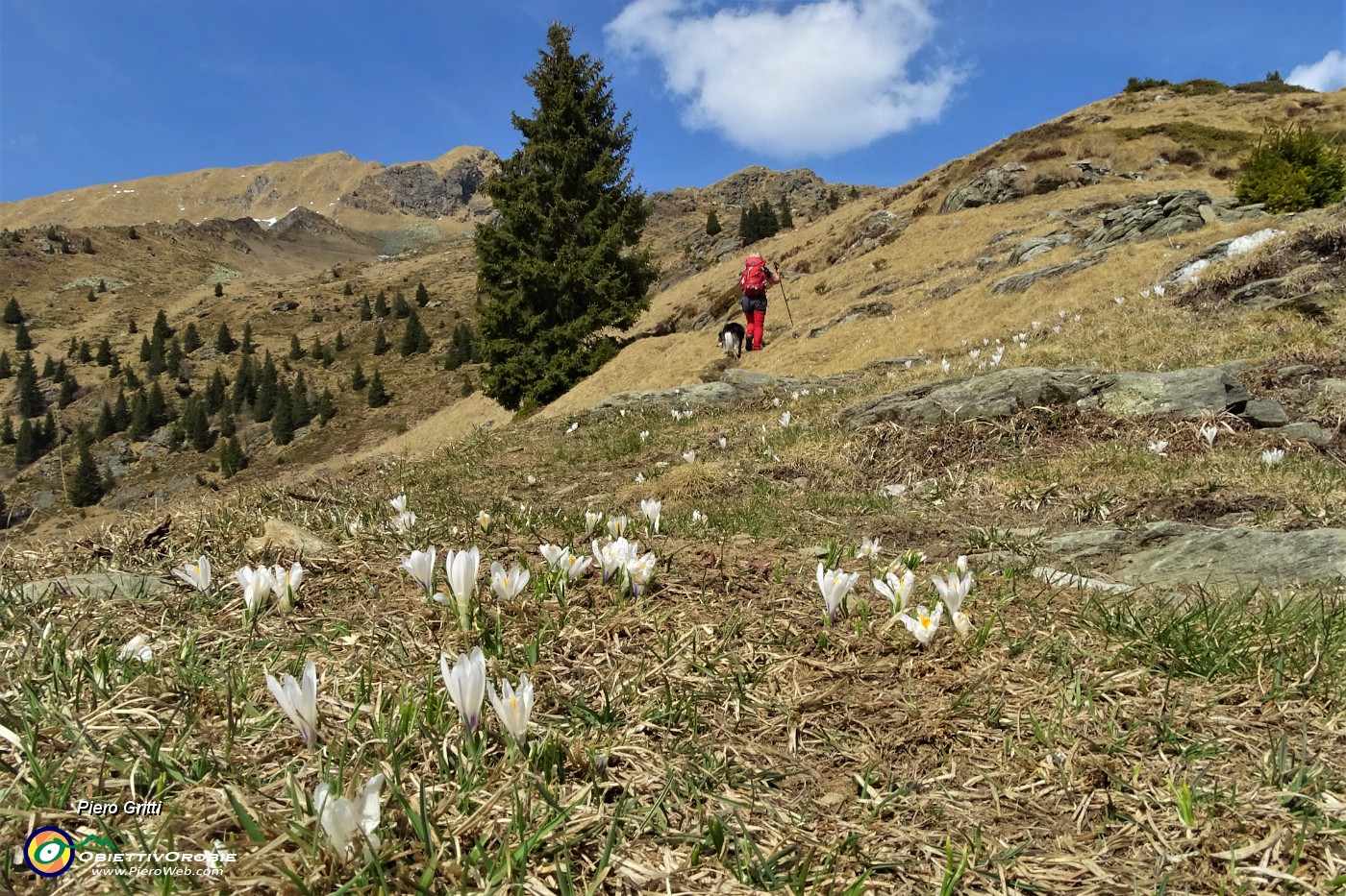 24 Crocus sui pascoli.JPG